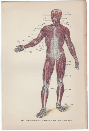 THE SUPERFICIAL MUSCLES OF THE FRONT OF THE BODY